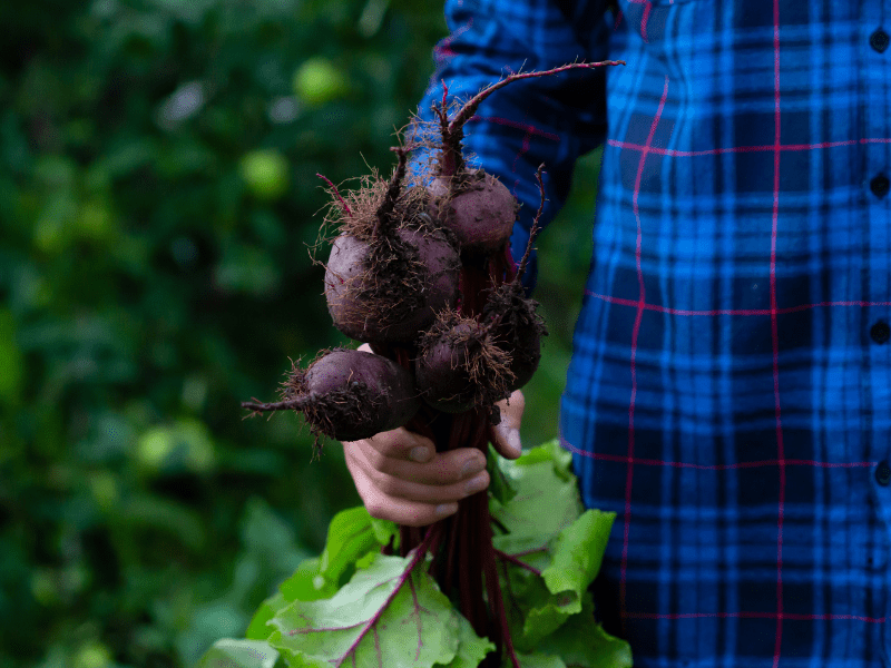 Harvesting Fresh Beetroot straight from the ground.